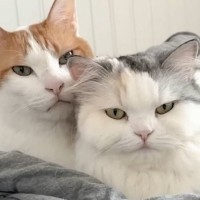 ベッドで仲良く寄り添う2匹の猫をAIで『擬人化』した結果…完全に予想外な『ホラーすぎる光景』に「殺人事件やん」「怖っ」と怯える人が続出