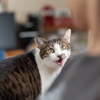 猫に質問された！？愛猫が『にゃ～？』とギモンっぽく語尾をあげて鳴く理由5選