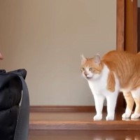 病院に連行され、不安そうに鳴きまくる元野良猫→先生を前にした瞬間…予想外の『まさかの対応』が58万再生「癒やしをありがとう」