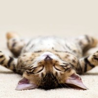 猫の『寝相が変わる』のは悪いサイン？考えられる3つの原因　気をつけるべき変化も解説