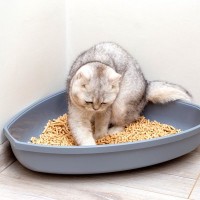 愛猫は今使っている『猫砂』に満足している？猫が気に入る猫砂選びのポイント3つ　不満があるときのサインも