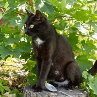 黒猫を不幸から救った『エンゼルマーク』とは？幸運の印と呼ばれるに至った、悲しい歴史