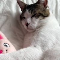 メンタルが限界で号泣していたら、隣にいた猫が…『驚きの行動』に思わず涙がでると3万9000いいね「胸がギュッとした」「イケメンすぎる」