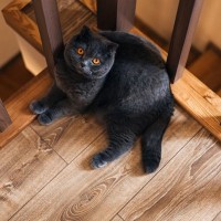 『階段・吹き抜け』のある家に潜む、猫への危険とトラブル3選　対策方法も解説