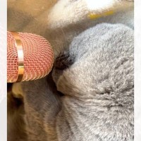 気持ちよさそうに眠る猫→マイクを口元に近づけてみたら…猫とは思えない『まさかの瞬間』が18万再生「想像以上だったｗ」「猫被った子供ｗ」