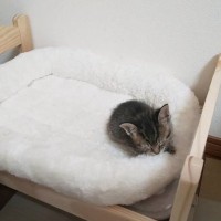 大きなベッドの上で眠る赤ちゃん猫→『２年後の様子』と比較してみると…すてきなビフォーアフターに反響「立派になったね」「どちらも可愛すぎ」