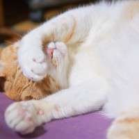 猫が寝ながら『顔を手で隠している』ときのキモチ4選　まぶしい、以外にも理由がある？