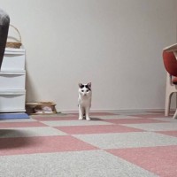 『遠くから視線を送ってくる猫』→拡大して顔を見てみたら…可愛すぎる『発見』に1万8000いいね「たまらないポツン感」「抱きしめたい」