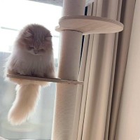 「守り神みたい」キャットタワーの上からじっと見つめる猫→『下』にいたのは……とんでもなく平和で『尊すぎる瞬間』が10万表示