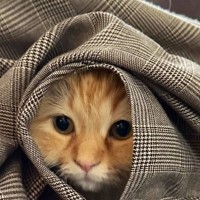 ママの外出を察した猫→ついて行こうとして…まさかの『作戦』が可愛すぎると106万表示「バレてないバレてない…」「本当に好きなんだねｗ」