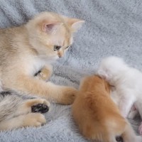 赤ちゃん猫たちが眠るまで優しく見守っていた猫が…かわいさあふれる『まさかの瞬間』に癒される人続出「いいお母さんになりそう」「みんな可愛い」