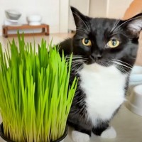 猫たちに初めての『猫草』を与えてみたら…数日後に見せた『可愛すぎる光景』に悶絶の声「とても可愛い」「あああああ！」と反響