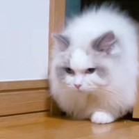 『モフモフな猫』が扉から出てきたと思ったら…想像をはるかに超えてくる『まさかの光景』が78万再生「本当だｗ」「マジで超えてきたｗ」