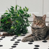 猫への『かわいそう…』の気持ちが原因で起きる4つのトラブル　猫のためにはならない“間違った同情”とは？