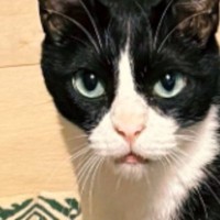 旅行の準備をしていた猫の飼い主さん→持っていくものを並べていたら…『可愛すぎる瞬間』が415万表示「必需品ｗ」「連れていけとｗ」