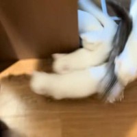 猫たちの『ご飯の時間』→部屋のドアを開けると…カオスすぎる光景に"大爆笑"61万再生「何が起きてるんだｗ」「まるで購買に駆け込む学生ｗ」