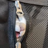 料理をしている間、子猫をキャリーに入れたら…あまりにも悶絶不可避な『全力アピール』が58万再生「尊すぎてｗｗ」「ニヤニヤが止まらないｗ」