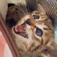 『ボンネットの中で鳴いていた子猫』を連れて帰った結果…目頭が熱くなる『1か月間の軌跡』が97万再生「声が枯れてる」「よく頑張ったね」
