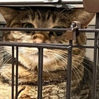 トイレをしている猫→『姿勢』を見てみると…あまりにも珍しい『まさかのスタイル』が笑えると125万表示「むっちゃ爆笑した」「すごい器用ｗ」