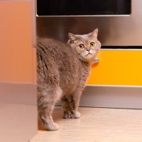 猫が『困ったスプレー行為』をしてしまう5つの理由　やめさせるための対処法も