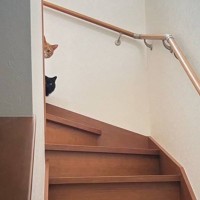 何か言いたげな猫2匹の視線…『階段』を見てみたら？→まさかの『落とし物』が165万表示「完璧な状況ｗ」「罠にかかるの待ちかなｗ」