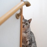 愛猫がこっそりあなたのことを『覗き見』している理由4選　気付いたときの応え方も