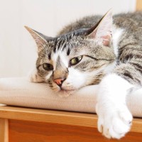 愛猫が『ヒマをもてあましている』サイン3つ　退屈を紛らわせるための対処法もご紹介