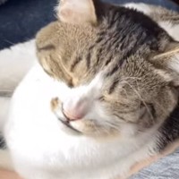 お昼寝していた猫→飼い主さんが『くしゃみ』したら…文句が止まらない『まさかの光景』が笑えると161万再生「凄い言ってるｗ」「可愛すぎｗ」