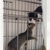 保護された兄妹子猫が1週間ぶりに再会した結果…『まさかの光景』に涙が止まらないと27万再生「めちゃくちゃ泣いた」「家族って凄い」