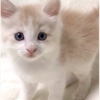『小さくてあどけない表情をしていた赤ちゃん猫』が、５年後……驚くべき変化を遂げた『現在の様子』に「わお！」「イケニャンになったね」と反響