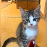 可愛すぎる保護子猫→ママがガラス越しに『モデルとか興味ある？』と聞いてみた結果…『まさかの反応』に３万いいね「天使猫」「過呼吸になった」