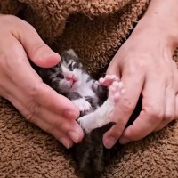 生後1日、気温30度の中『ビニール袋に入れられ捨てられた子猫』を保護…約20日間の軌跡に涙が止まらないと119万再生「目頭が熱くなる」