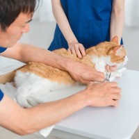 猫のストレスになりがちな『爪切り』手早くすます6つのコツ　どうしてもできないときの対処法も