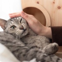 猫が『大嫌い！』と思っている飼い主の行動とは？絶対やってはいけない6つのこと