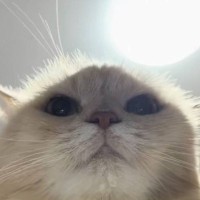 猫のご飯の時間に『寝たフリ』をしたら…笑撃の『ごはんと言いながらキレる姿』が246万再生「圧がすごいｗ」「絶対言ってるｗ」と爆笑の声