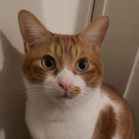 『パパを起こしに行ける？』と猫に尋ねてみると…想像以上に『うん』と返事する姿が尊すぎると15万再生「しっかり言ってた」「本当だｗ」