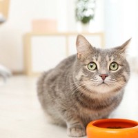 さっきあげたのに…愛猫が『常にご飯を欲しがる』原因3選　足りてない？病気のせい？