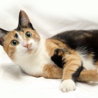 猫好きなら知っておきたい『猫にまつわる最新研究』3選！三毛猫の毛色の秘密とは？