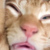 「変顔すぎて心配になるｗ」気持ちよさそうに爆睡する『猫の顔』を見ると…まさかの光景に爆笑する人が続出「なんちゅー顔ｗ」「何回みても笑う」