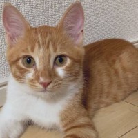 『こんなに小さかった子猫が…』愛情たっぷりに育てられた結果→見違えるほど成長した『現在の姿』が38万表示「立派になったねｗ」「イケニャン」