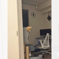 『生首ぇ…』キャットタワーにいる猫を見てみたら→『ドキっとしてしまう瞬間』が12万5000表示「ひえぇ～」「頭だけ出しているの良いね」