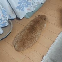 帰宅した飼い主さん→床を見たら…想像以上に『揚げパンな猫の姿』が面白すぎると210万表示「おいしそうｗ」「コッペパンにも見えるｗ」