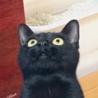上を向いている黒猫→『胸元』を見てみると？……ワンポイントの『可愛すぎるマーク』が2万いいね「幸運を呼ぶ猫」「とっても可愛い」