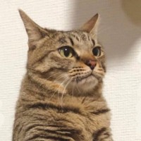 「前世貴族すぎるｗ」見たことのないトイレの仕方をする猫…あまりにも高貴な『まさかの方法』に"爆笑"159万表示「一大イベントみたいｗ」