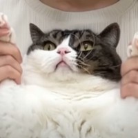 大嫌いな『爪切り』を察した猫→飼い主さんが近づいたら…思わずニヤける『必死な反応』が4万4000再生「小さな抵抗が可愛い」「頑張ったねｗ」