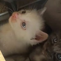 兄妹を守っていた白い子猫→保護後、『里親探し』をしていたら…思わぬ結末に涙が止まらないと125万再生「めっちゃいい話」「うるうるきた」