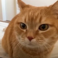 朝早くに枕元にやってきた猫→大きな『鼻息』を鳴らし始めて…幸せ溢れる朝の光景に悶絶の声続出「1日ハッピーに過ごせそうｗ」「羨ましい」