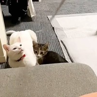 棒にじゃれて遊んでいた妹猫が突然…横にいる兄猫にとった『とんでもない行動』に"大爆笑"85万再生「声だして笑った」「2回は確信犯ｗ」