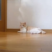 ママが猫のおやつを買い出し→『寂しがり屋の猫』を心配していたら…『意外すぎる展開』に「元気いっぱいｗ」「おやつ食べれて良かったね」