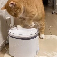 猫用の給水器を導入して1週間…『とんでもない使い方の数々』に"大爆笑"178万再生「色んな遊び方してて可愛いｗ」「最後謎で草」